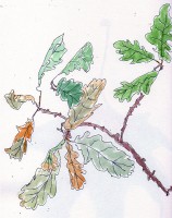 http://www.francesleeceramics.com/files/gimgs/th-34_autumn oak leaves web.jpg